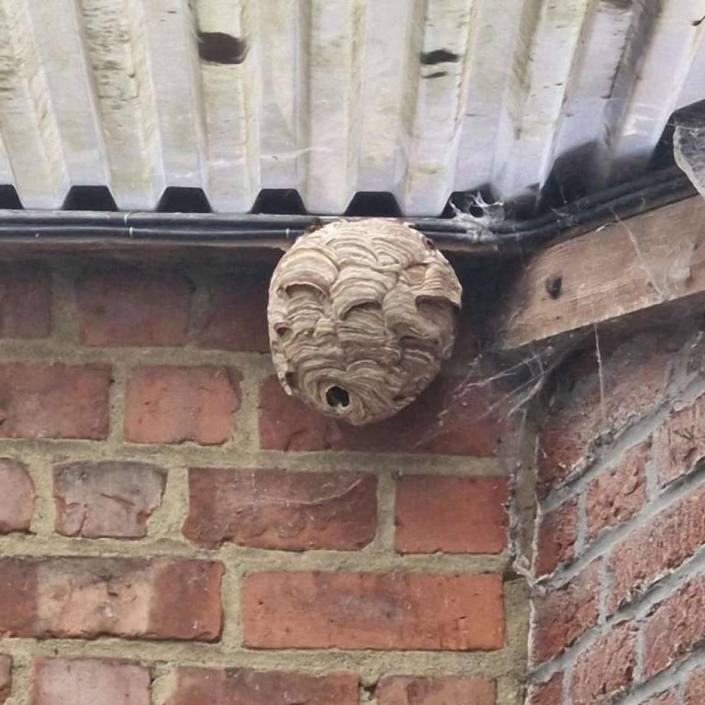 nid primaire de frelon asiatique