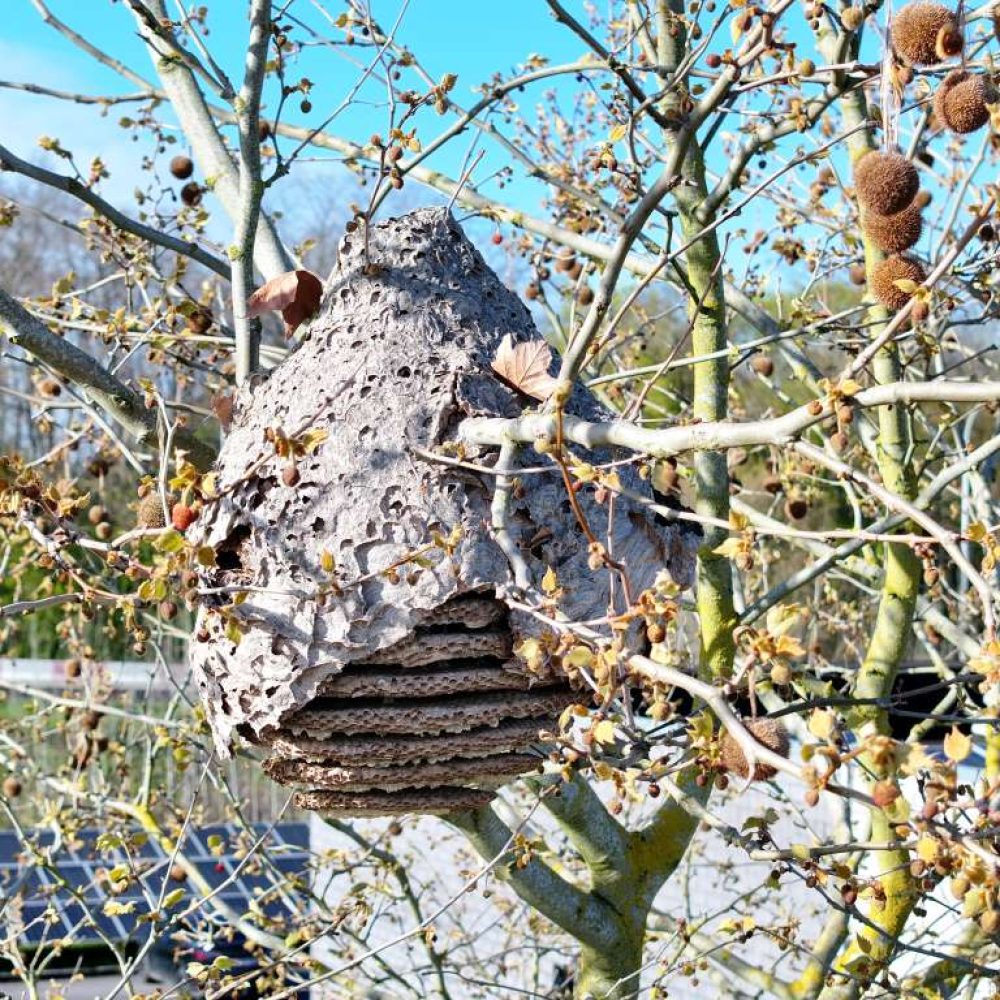 nid secondaire frelon