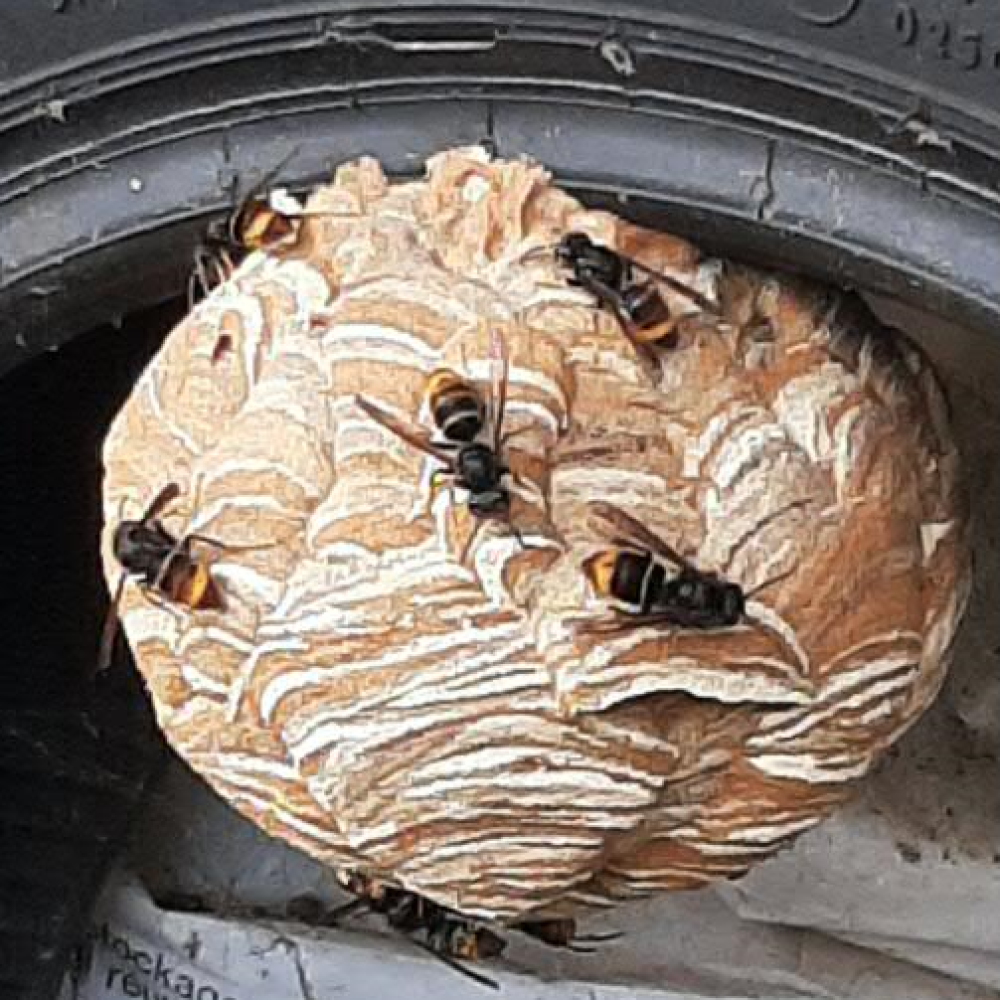 nid primaire d'un frelon asiaitique